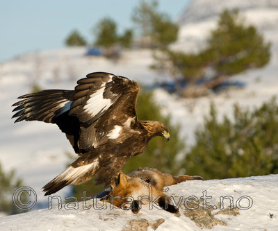 BB 10 0019 / Aquila chrysaetos / Kongeørn <br /> Vulpes vulpes / Rødrev